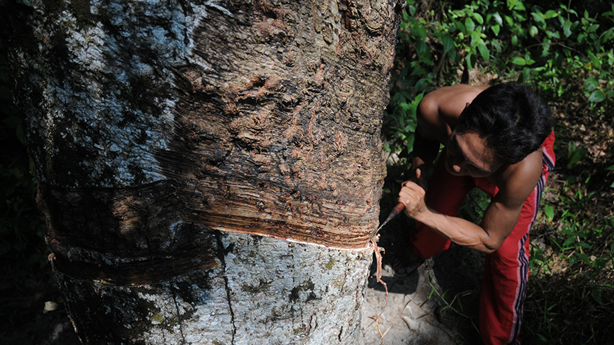 BMW Special Sales Sustainability Hub Social Labor standards and human rights Man with tool on tree 